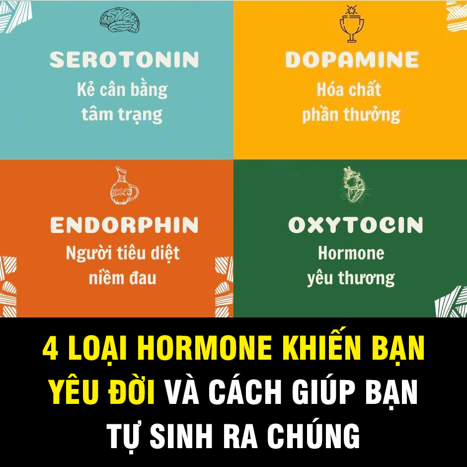 4 loại hormone khiến bạn yêu đời và cách tạo ra chúng